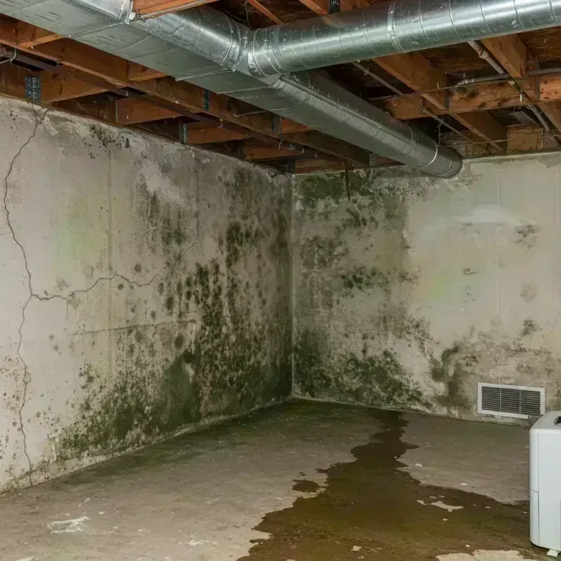 Professional Mold Removal in Fostoria, OH